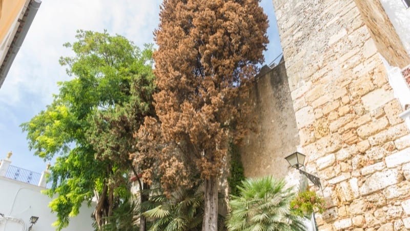 Marbella City Guide